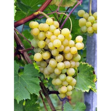 Vigne Ampelia® 'Perdin' Pot de 1,5L/2L (1/2)