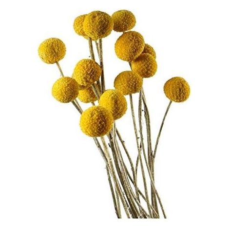 Fleur Séchée Boule Dorée - Diamètre 2 à 3 cm - Longueur Totale 43 cm - Décoration Intérieure Automne Hiver - Lot de 30 Pièces (1/5)