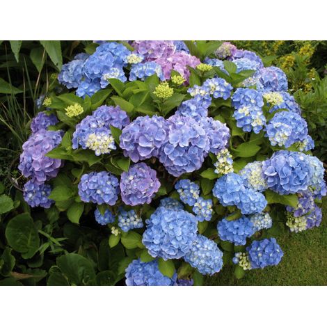 Ortensia "Hydrangea" 3 piante in vaso 18 cm COLORI MISTI