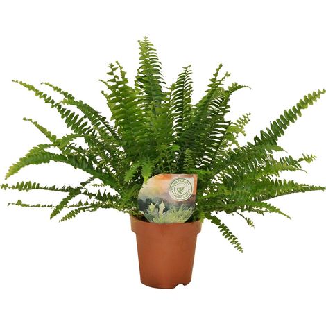 Fougère de Boston Nephrolepis Green Lady - Plante d'Intérieur Dépolluante - Ø12cm H35cm - PANGIVO (1/5)