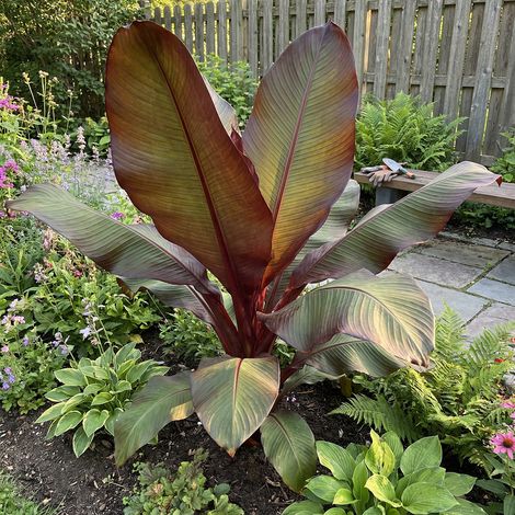 Bloomique - Ensete Maurelli - Bananier rouge - Bananier de jardin - Plante de Jardin - Rustique - Hauteur 60-90 cm - Pot 26 cm (1/5)