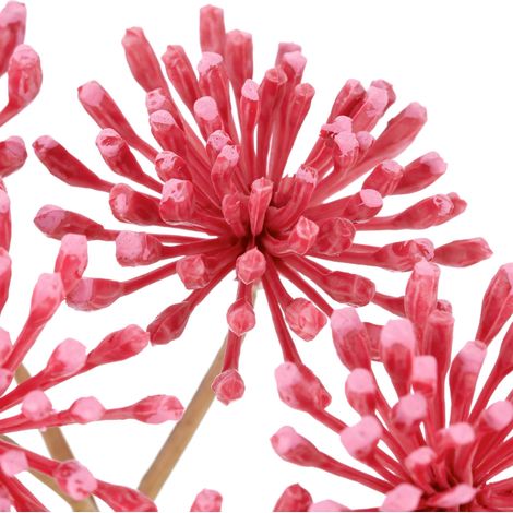 Mömax Kunstblume Heracleum I Pink ca. 75cm (1/3)