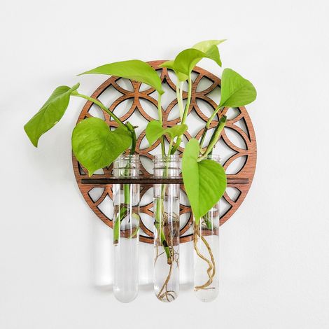 Jardinière murale d'intérieur transparente avec support en bois ajouré, vase hydroponique rond, terrarium mural pour la maison (1/5)