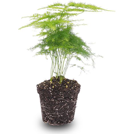 Asparagus Setaceus Plumosus Fougère Asperge Plante d'Intérieur pour Terrarium Pot Ø 6 cm - PANGIVO