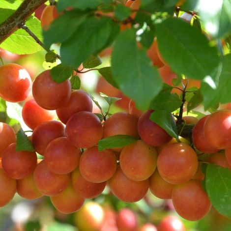 Prunier Prune Abricot/Pot de 15L