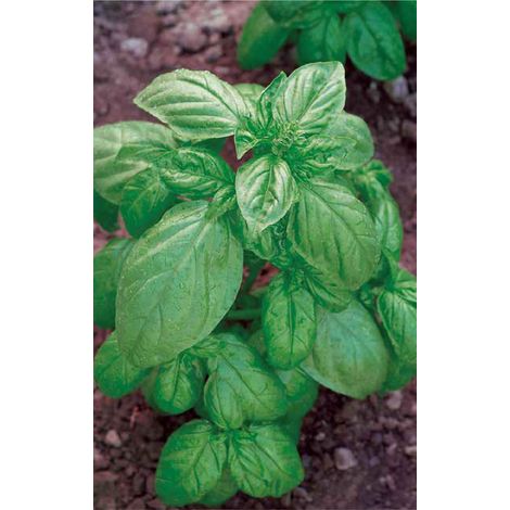 Graines de Basilic 4 g EC1101 Multicolore (1/3)