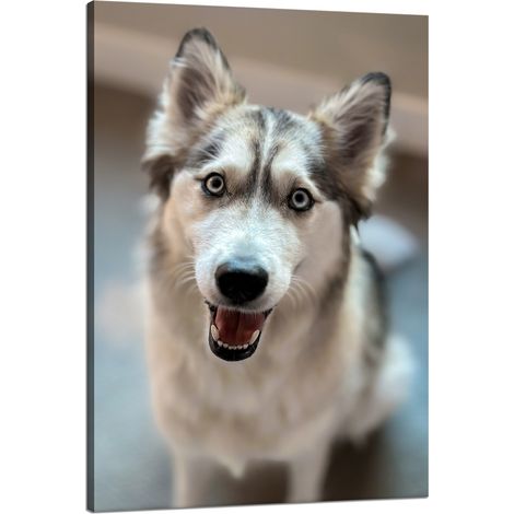 Leinwanddruck Tiere Hundeporträt 80x120 cm Hund