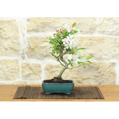 Bonsai di Melo da fiore in vaso smaltato - età 7-8 anni (1/5)