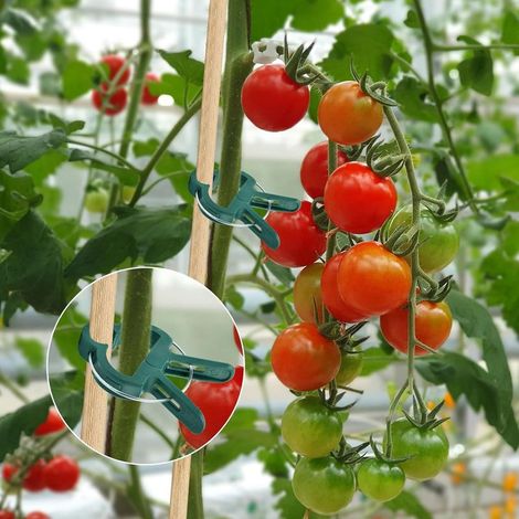 50 Clips de Support pour Plantes Grimpantes - Attache pour Tomates et Légumes (45 X 30 MM)