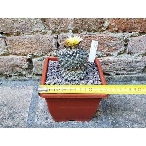 Copiapoa umilis 6 cm, cactus, pianta grassa