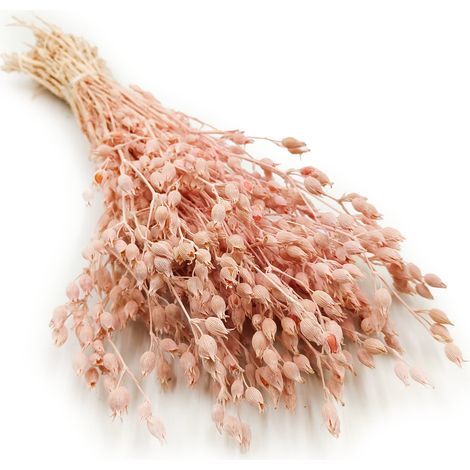 Silene - Pink