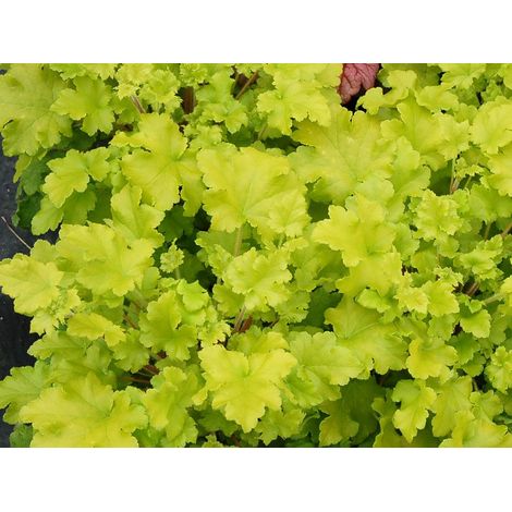 HEUCHERA LIME MARMALADE VASO 12CM