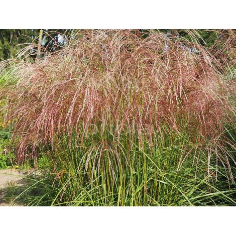 MISCANTHUS SINENSIS FLAMINGO VASO 19CM