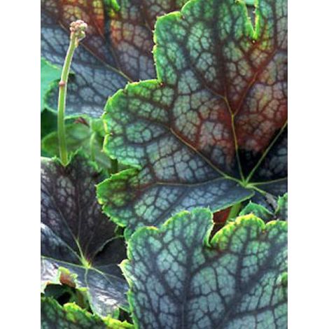 Heuchère 'Beauty Colour' Godet de 8/9 cm (1/2)