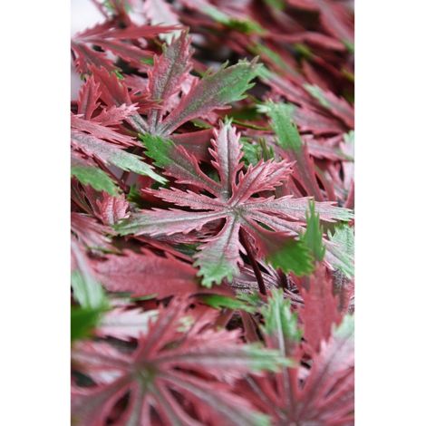 BONERVA MAL1207 ARCE OTOÑO Jardín Vertical Artificial Pack 4 Piezas 50x50 cm - ref: MAL1207