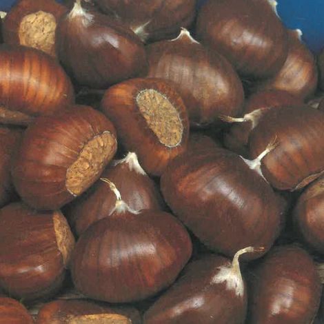 PIANTA DA FRUTTO CASTAGNO COMUNE in vaso 20 - età 2/3 anni (foto reali)