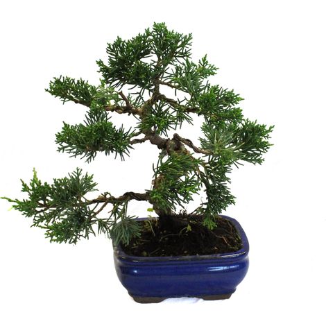 Bonsai di Ginepro con Vaso in Ceramica - Bonsai Juniperus - Vaso Ø 16 cm H 20/30 cm