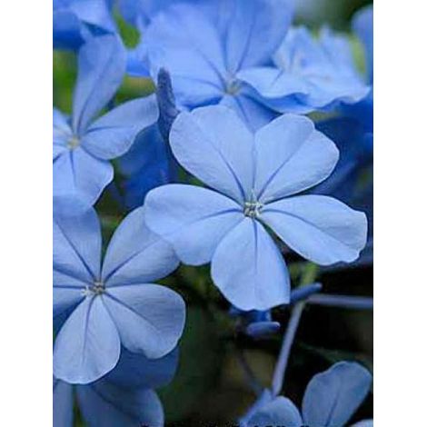 Plumbago du Cap 'Dark Blue' Pot de 2L/3L