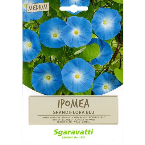 SEMI PER PRATO UNIVERSALE ipomea grandiflora blu Q.TA 10 ipomea grandiflora blu