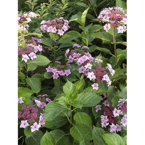 Hortensia 'Etoile Violette' Pot de 2L/3L (1/4)