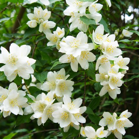 Seringat - Philadelphus Manteau DHermine 3L (1/5)