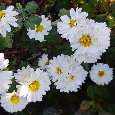 4 x Chrysanthème des jardins 'Poésie' 'Poesie' - godet 9x9 cm (1/4)