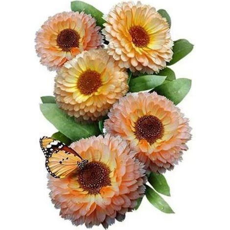 5000 graines de souci. Graines de chrysanthèmes multicolores, graines de fleurs, adaptées aux semis toute l'année, taux de germination élevé (1/5)