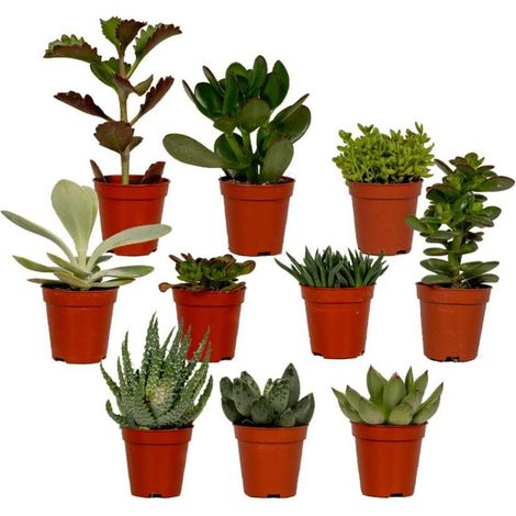 Lot de 10 Plantes Grasses Assorties Succulentes Variées Hauteur 7 cm Pot 5,5 cm - PANGIVO (1/5)