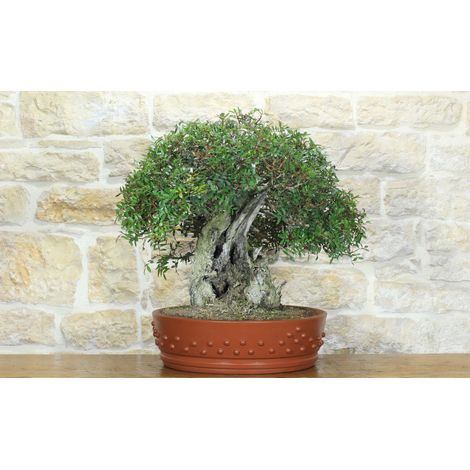 Bonsai di Lentisco (75) (1/5)