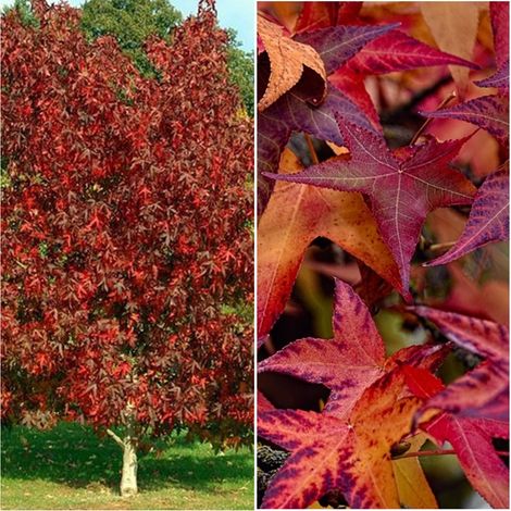 Planta de Liquidambar Styraciflua - Liquidambar. Altura 70-80 Cm