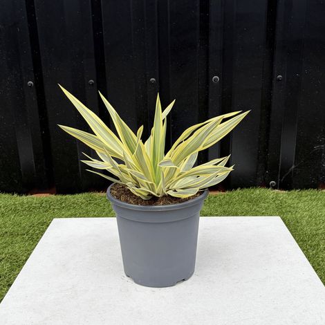 Yucca Gloriosa Citrus Twist Hauteur 25 cm (1/3)