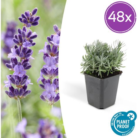 Lot de 48 Lavandes Hidcote Lavandula angustifolia Floraison Abondante Pot Ø9cm H10-25cm - PANGIVO (1/5)