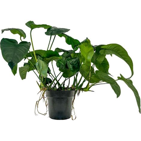 Mutterpflanze Aquarium Pflanze Anubias barteri XL Nr.301A
