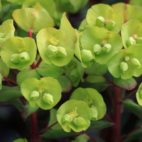 Euphorbe des bois Purpurea/Godet