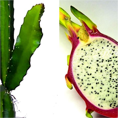 Planta Esqueje de Pitahaya. 30 Cm