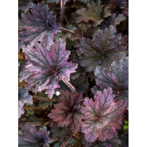 Heuchère 'Frosted Violet' Godet de 8/9 cm (1/2)