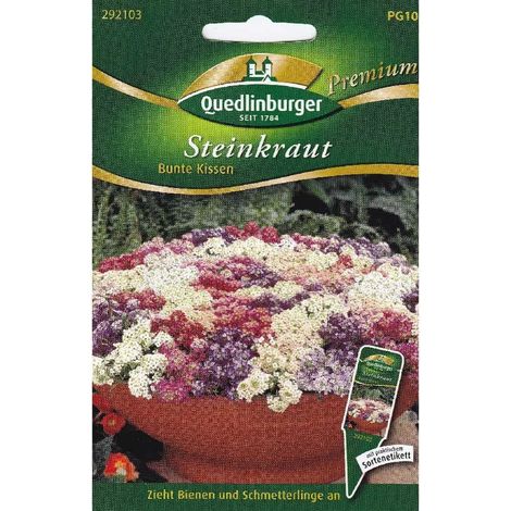 Quedlinburger Steinkraut bunte Kissen - Blumensamen (1/2)