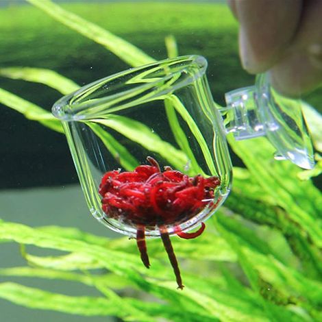 2 Pices Aquarium Verre Alimentation Cne Tasse Plante Tasse Saumure Crevettes Vivant Rouge Ver Poisson Mangeoire Pour Aquarium Ventouses (1/5)