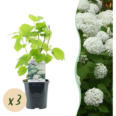 Hortensia Annabelle Hydrangea arborescens Lot de 3 Plantes à Grandes Fleurs Blanches Pot 17cm - PANGIVO (1/5)