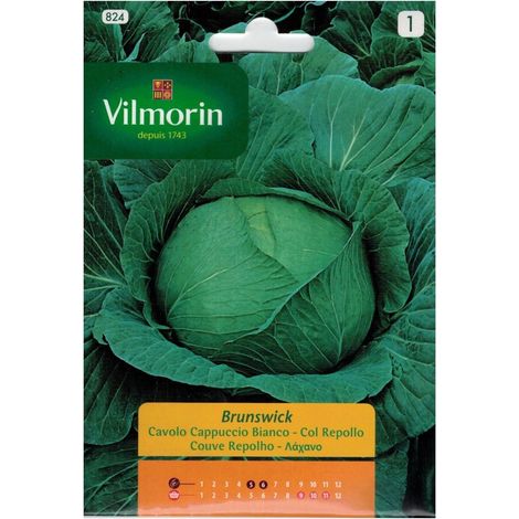 Col Samen Brunswick Vilmorin 6G Kohl