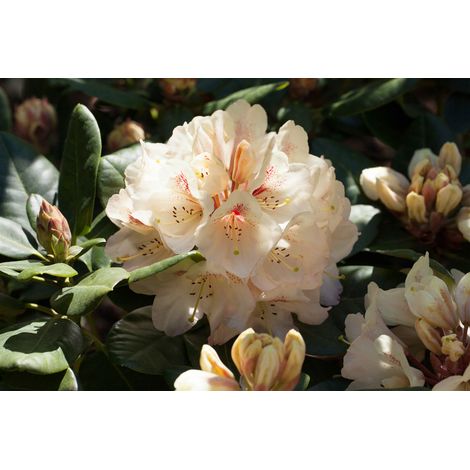 Rhododendron-Hybride 'Goldbukett' Rhododendron Hybr.'Goldbukett' C7 40- 50 (1/3)