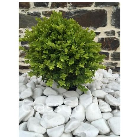 Classgarden – Galet décoratif blanc brillant 40-60 mm – Big-Bag 1000 kg – Couvre jusqu'à 25 m² – Reflets pailletés pour aménagement extérieur