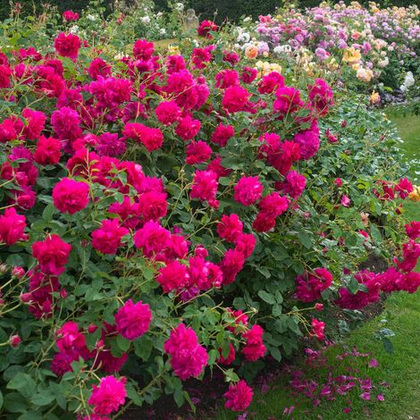 Gardenaria Rosa 'Thomas Becket' - Rosa da giardino - Altezza: 40/50 cm (vaso20) (1/3)