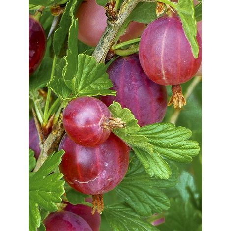Groseiller à maquereau 'Hinnonmaki rouge' Pot de 1,5L/2L, Buisson