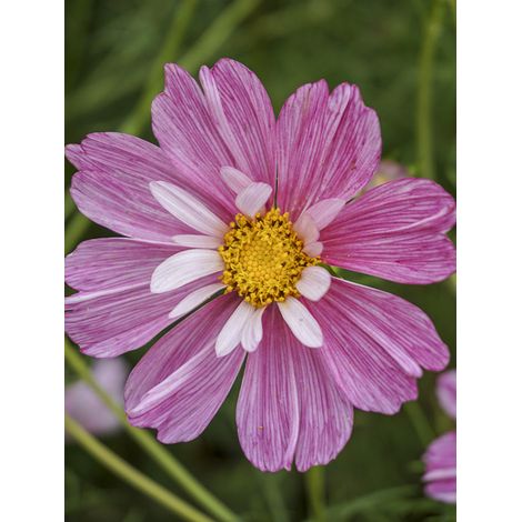 Cosmos 'Rosetta' le sachet de 50 graines (0,5g) (1/2)