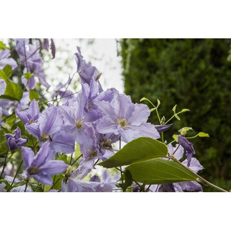 Clematis Hybride 'Blekitny Aniol'