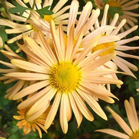 4 x Marguerite d'automne 'Mary Stoker' - godet 9x9 cm (1/5)