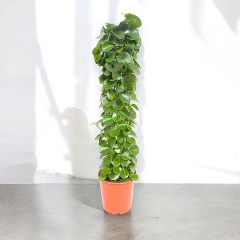 Gardenaria Cissus rotundifolia - Pianta da interno ornamentale - Altezza: 120 cm (vaso 24) (1/5)