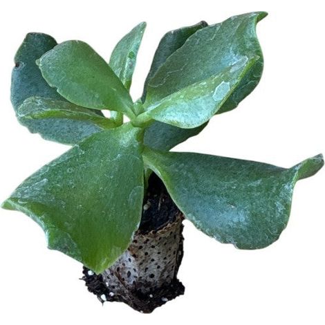 10 pezzi di piante grasse Aborescens - Crassula Hybrida IN VASO 10