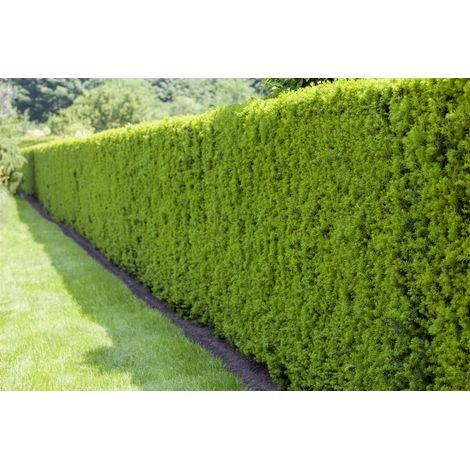 Heimische Eibe Taxus baccata C 40-  60
